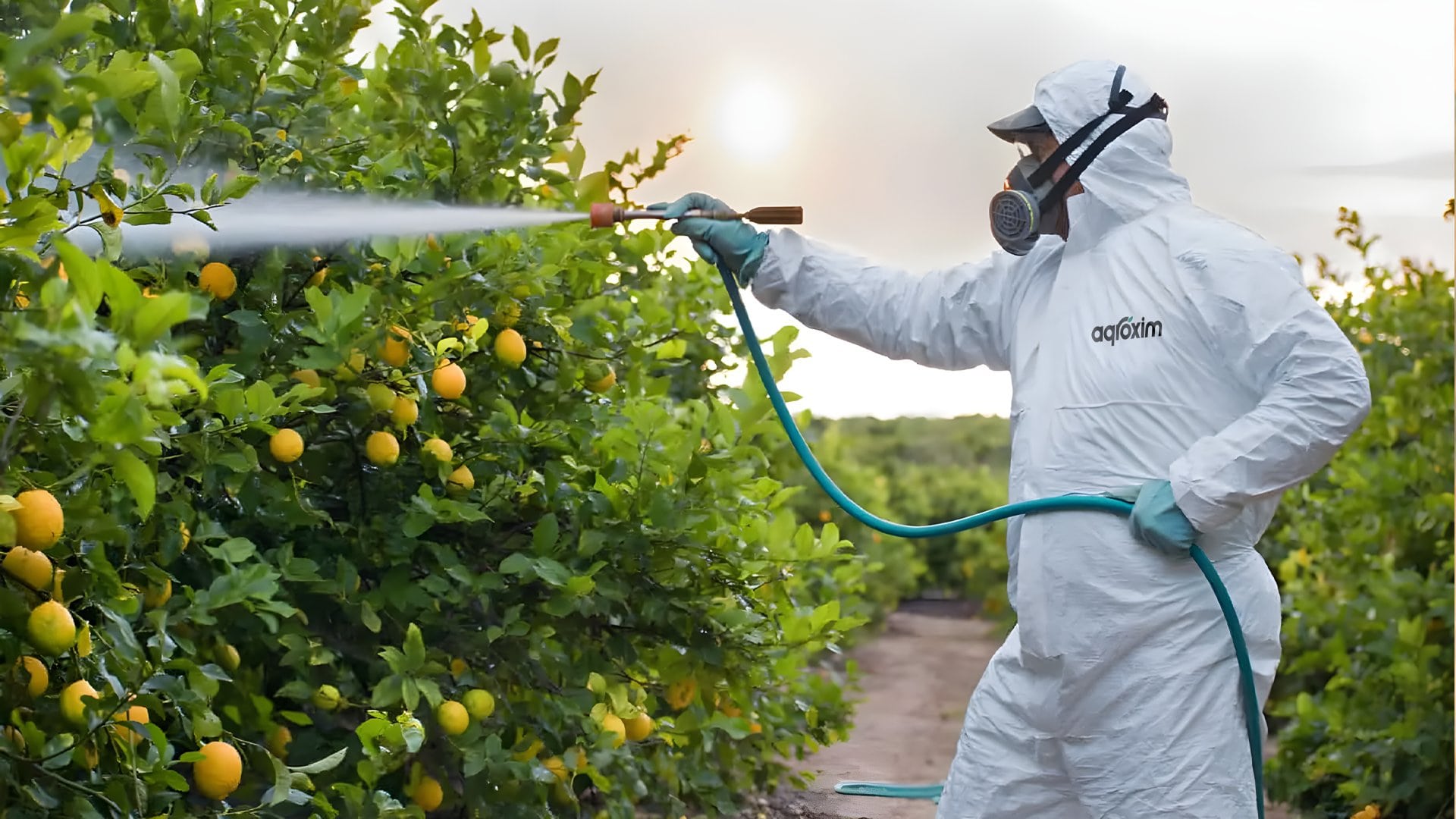 Agroxim brand colour palette and typography